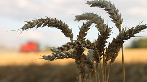 Harvest 2013 wheat stems