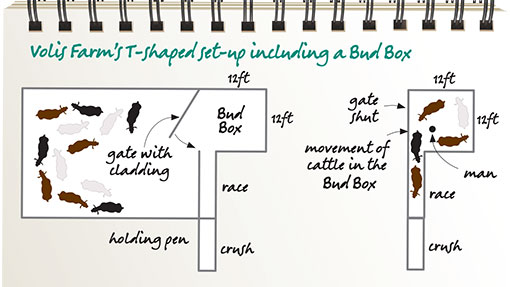 Bud-Box-graphic