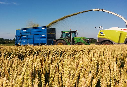 whole crop wheat harvest shropshire