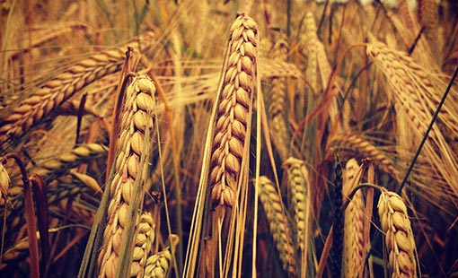 Barley Wiltshire