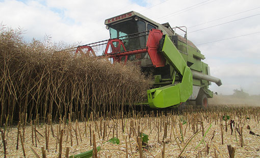 oilseed rape harvest