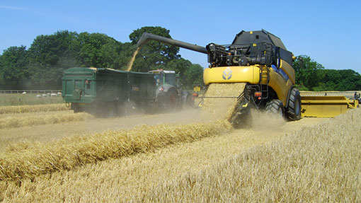 Malting barley harvest