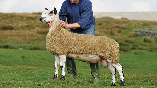 Bluefaced Leicester Breed One Name Two Sheep Farmers Weekly