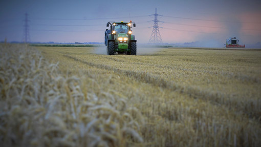 Wheat harvest Littleport