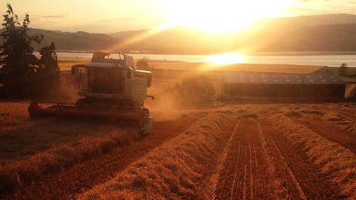 Winter barley harvest Ross Shire