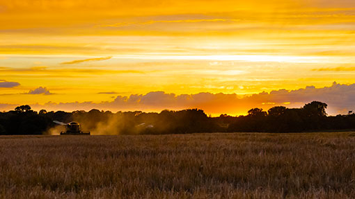 Barley harvest Wiltshire