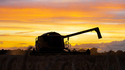 Barley harvest Hungerford