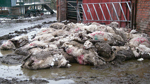 Dead sheep (c) RSPCA