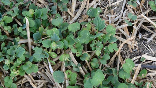 Cabbage Stem Flea Beetle shot-holing