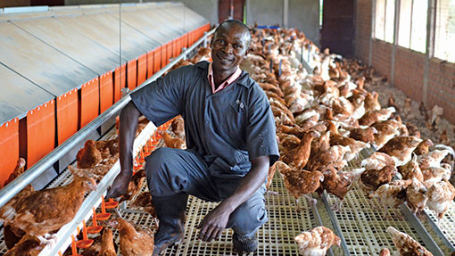 Uganda poultry farm