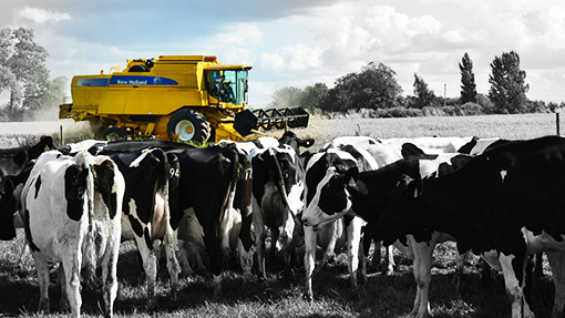 Livestock and combines at harvest