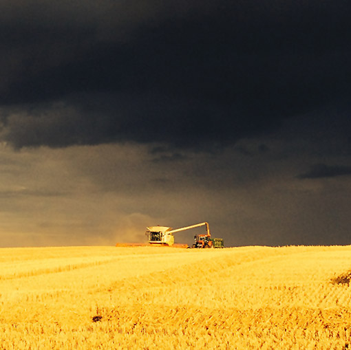 Harvest golden crops and dark sky