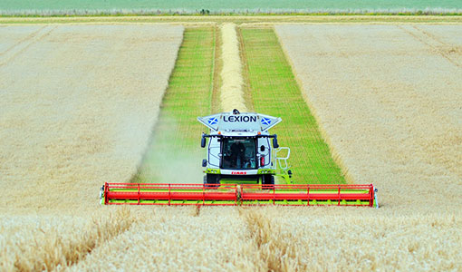 Lexion combining at harvest