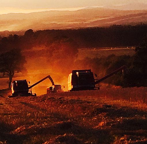 Harvest at sunset