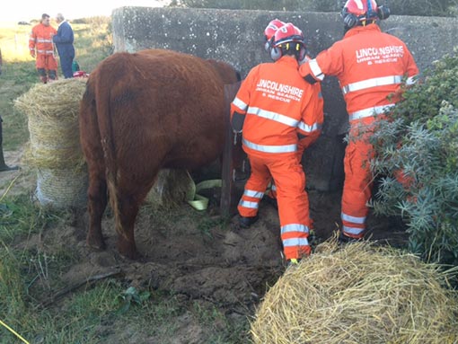 cow-rescue-3