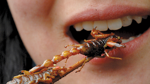 Eating insects (c) Rex Features