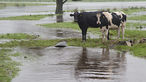 Cows-in-flood-©Rex
