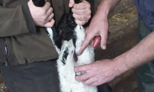 Vaccinating a lamb