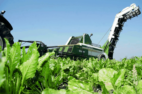 Beet Harvesting 