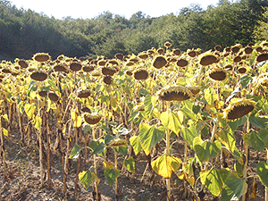 sunflowers