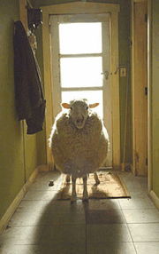 sheepfilm4