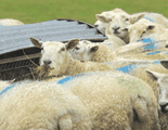 sheep feeding