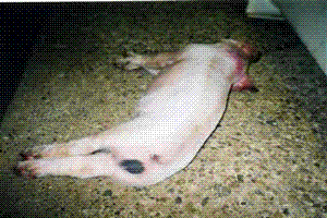 Pig 1