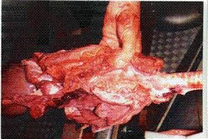 pig 3