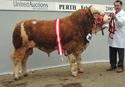 Perth Simmental 1