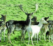 deer