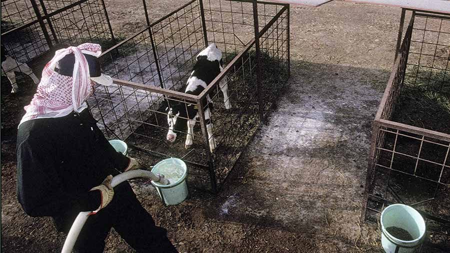 Worker giving calf water at Al Safi Dairy, Saudi Arabia