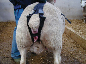 Ewe with a vaginal prolapse-wearing-a-harness