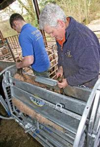 Turning a sheep over in the IAE Standard Turnover Crate