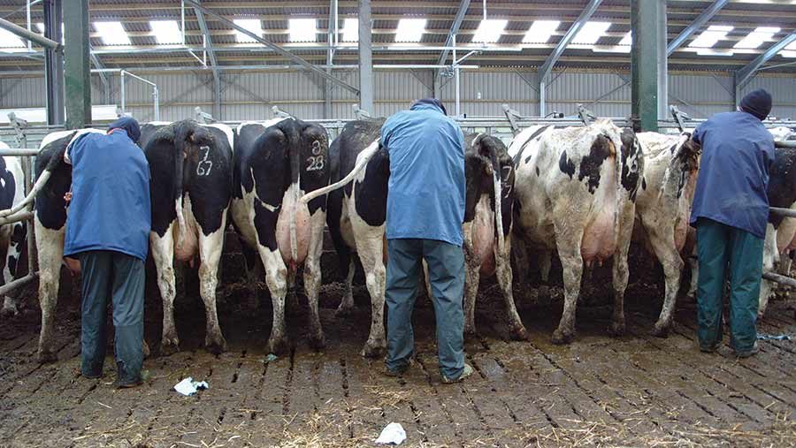 8-step guide to artificially inseminating a dairy cow - Farmers Weekly