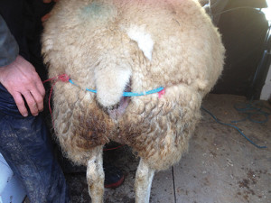 Ewe with a vaginal prolapse wearing a T piece retainer