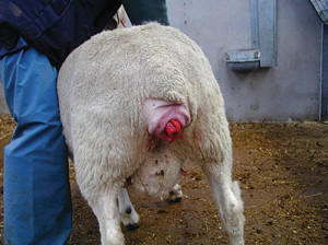 Vaginal and Cervical Prolapse in Cattle and Sheep - Reproductive